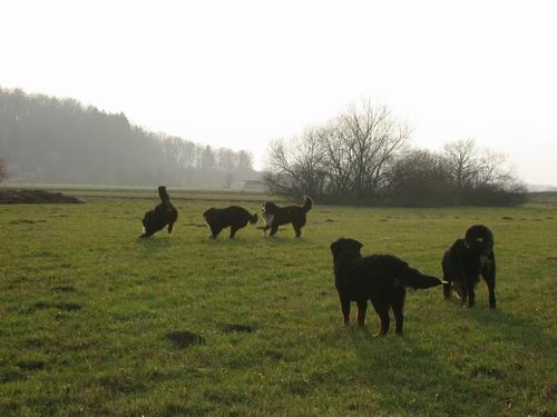 Berni sprehod,16.12.2006 - foto povečava