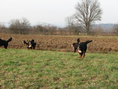 Berni sprehod,16.12.2006 - foto povečava