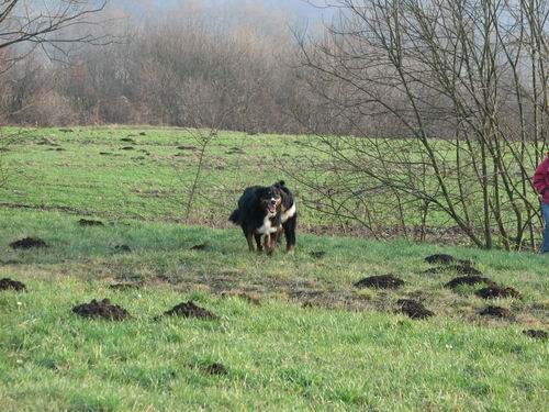 Berni sprehod,16.12.2006 - foto povečava