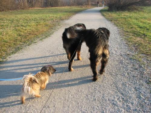 Rina,Gaja in Chaya,15.12.2006 - foto povečava