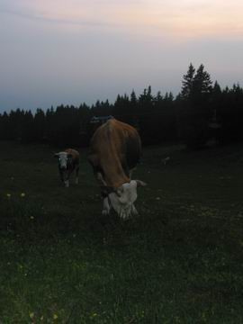 Krvavec,24-26.6.2005 - foto