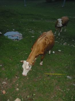 Krvavec,24-26.6.2005 - foto