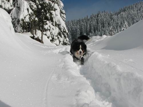 Pokljuka,27.1.2007 - foto