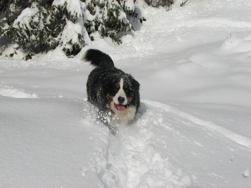 Pokljuka,27.1.2007 - foto povečava