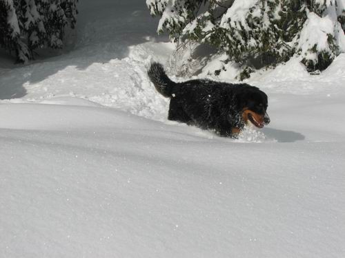 Pokljuka,27.1.2007 - foto