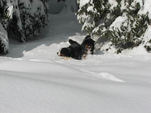 Pokljuka,27.1.2007 - foto povečava