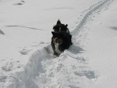 Pokljuka,27.1.2007 - foto