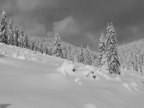 Pokljuka,27.1.2007 - foto povečava