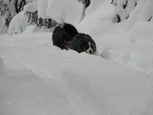 Pokljuka,27.1.2007 - foto