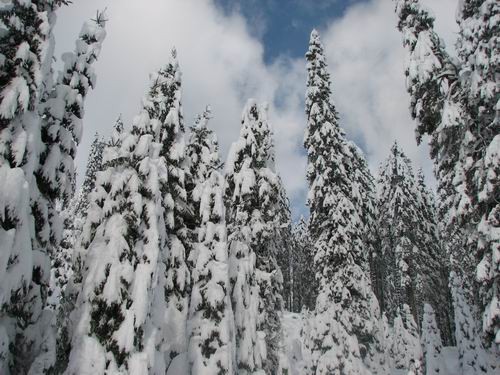 Pokljuka,27.1.2007 - foto