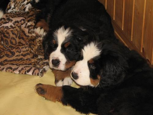 Čelinini mladički,2.2.2007 - foto povečava