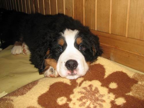 Čelinini mladički,2.2.2007 - foto povečava