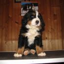 Baloo Bernieshine