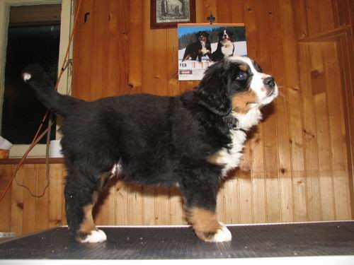 Čelinini mladički,2.2.2007 - foto povečava