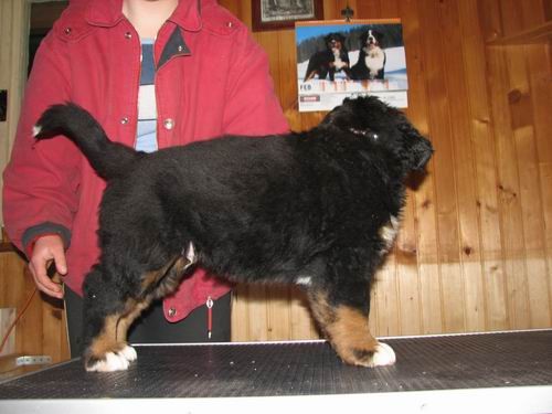 Čelinini mladički,2.2.2007 - foto povečava