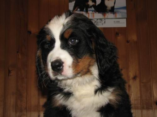 Čelinini mladički,2.2.2007 - foto povečava