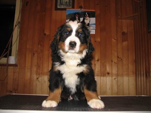 Čelinini mladički,2.2.2007 - foto povečava