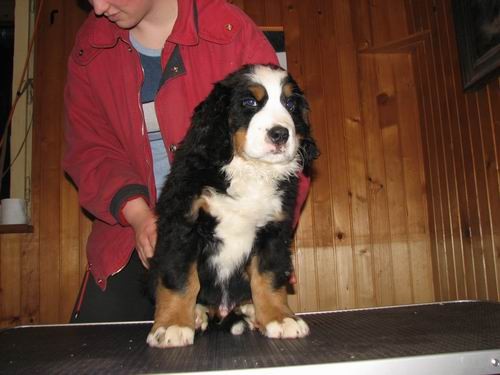 Best of the best Berniehsine