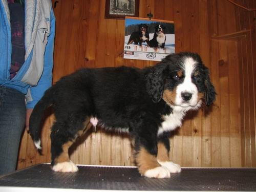 Čelinini mladički,2.2.2007 - foto povečava