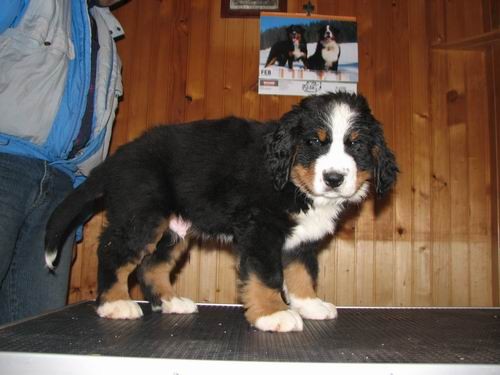 Čelinini mladički,2.2.2007 - foto povečava