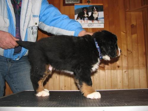 Čelinini mladički,2.2.2007 - foto povečava