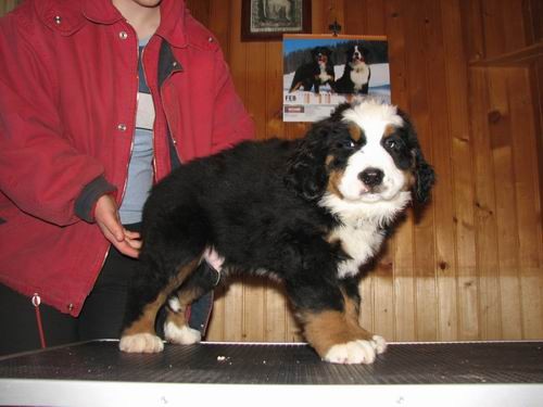 Čelinini mladički,2.2.2007 - foto povečava