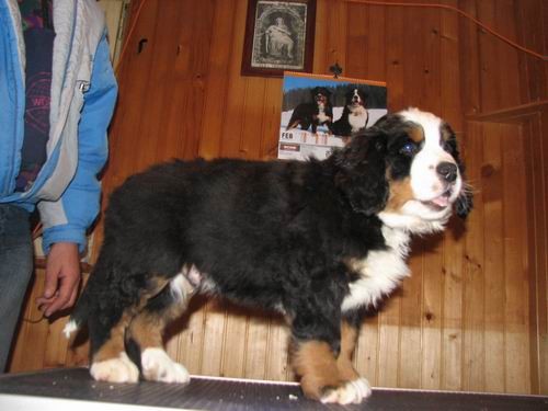 Čelinini mladički,2.2.2007 - foto povečava