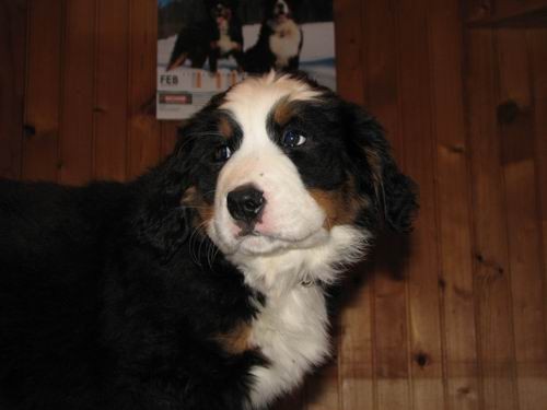 Čelinini mladički,2.2.2007 - foto povečava