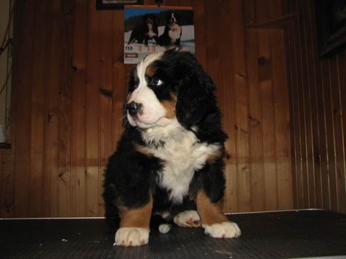 Čelinini mladički,2.2.2007 - foto povečava