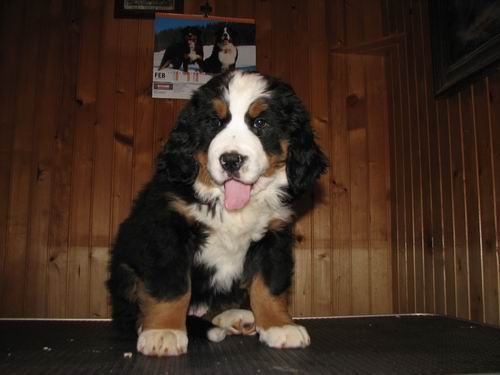 Čelinini mladički,2.2.2007 - foto povečava