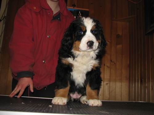 Blueberry Bernieshine