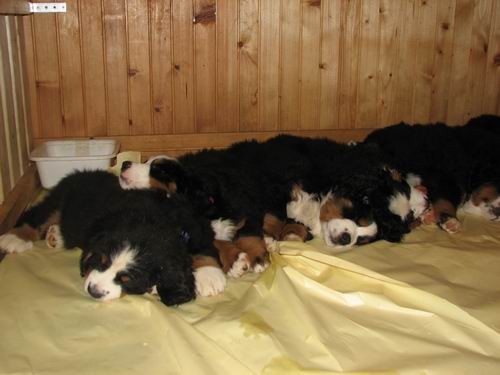 Čelinini mladički,2.2.2007 - foto povečava