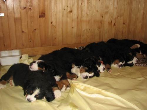 Čelinini mladički,2.2.2007 - foto povečava