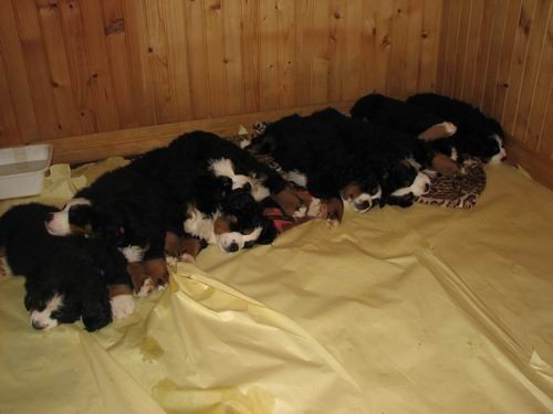 Čelinini mladički,2.2.2007 - foto povečava