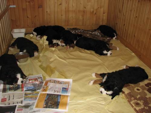 Čelinini mladički,2.2.2007 - foto povečava