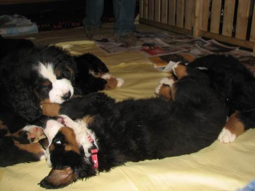 Čelinini mladički,2.2.2007 - foto povečava