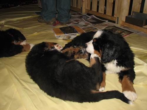 Čelinini mladički,2.2.2007 - foto povečava