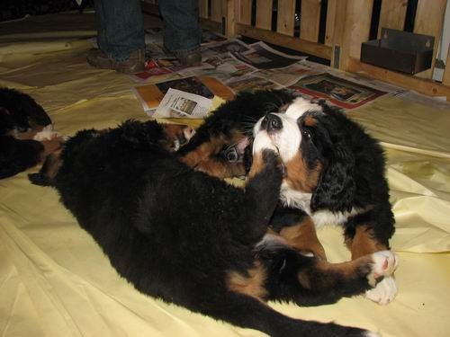 Čelinini mladički,2.2.2007 - foto povečava