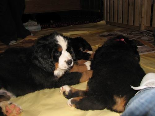 Čelinini mladički,2.2.2007 - foto povečava