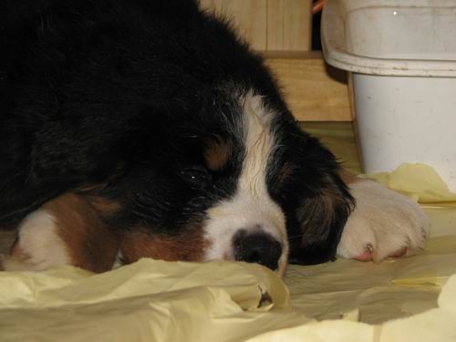 Čelinini mladički,2.2.2007 - foto povečava