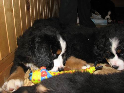 Čelinini mladički,2.2.2007 - foto povečava