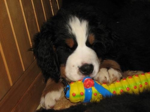 Čelinini mladički,2.2.2007 - foto povečava