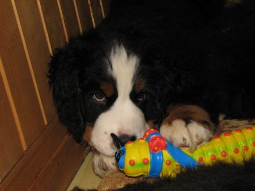 Čelinini mladički,2.2.2007 - foto povečava