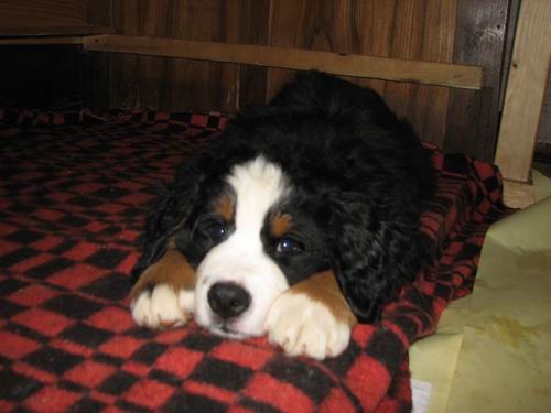 Čelinini mladički,2.2.2007 - foto povečava