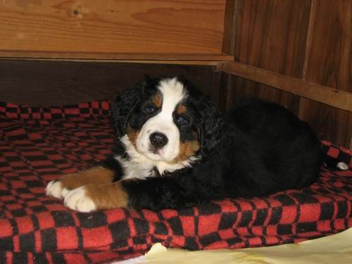 Čelinini mladički,2.2.2007 - foto povečava