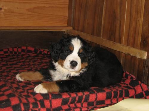 Čelinini mladički,2.2.2007 - foto povečava