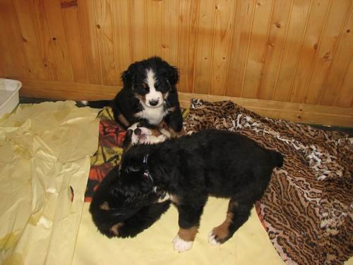 Čelinini mladički,2.2.2007 - foto povečava