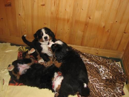 Čelinini mladički,2.2.2007 - foto povečava