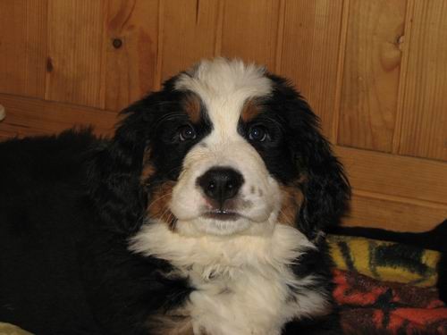 Čelinini mladički,2.2.2007 - foto povečava