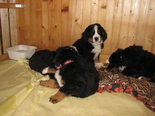 Čelinini mladički,2.2.2007 - foto povečava